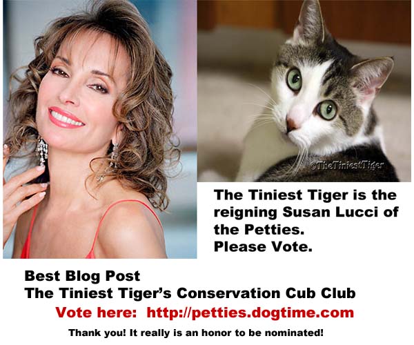 Gracey is the Susan Lucci of the Petties!  Vote for The Tiniest Tiger