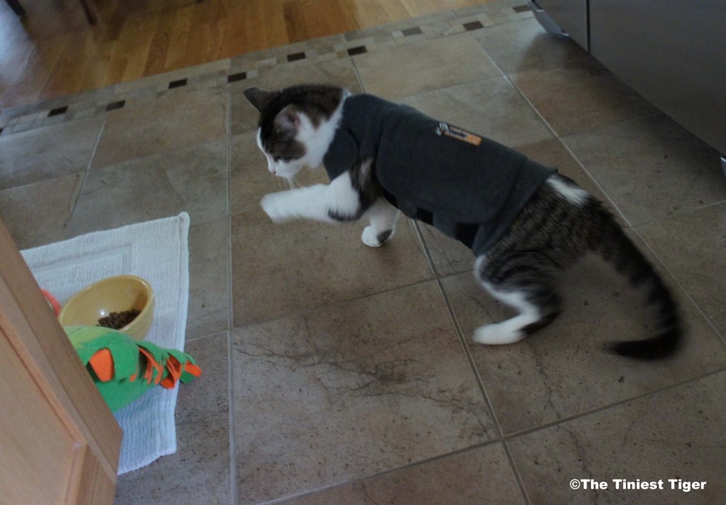 Gracey in Thundershirt for cats