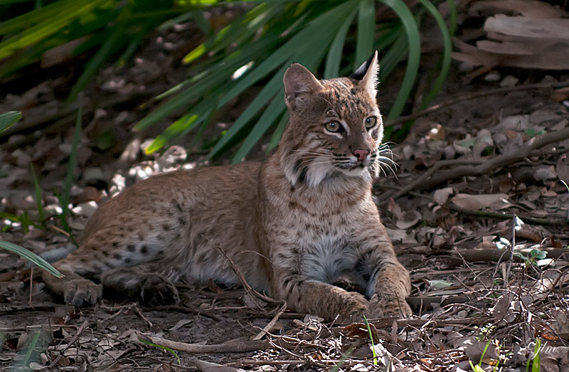 Good News for Bobcats in Ohio