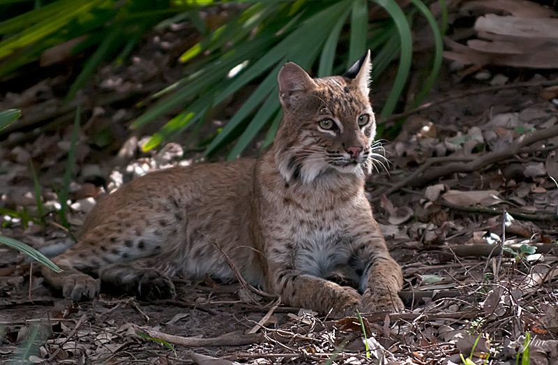 resting wildcat