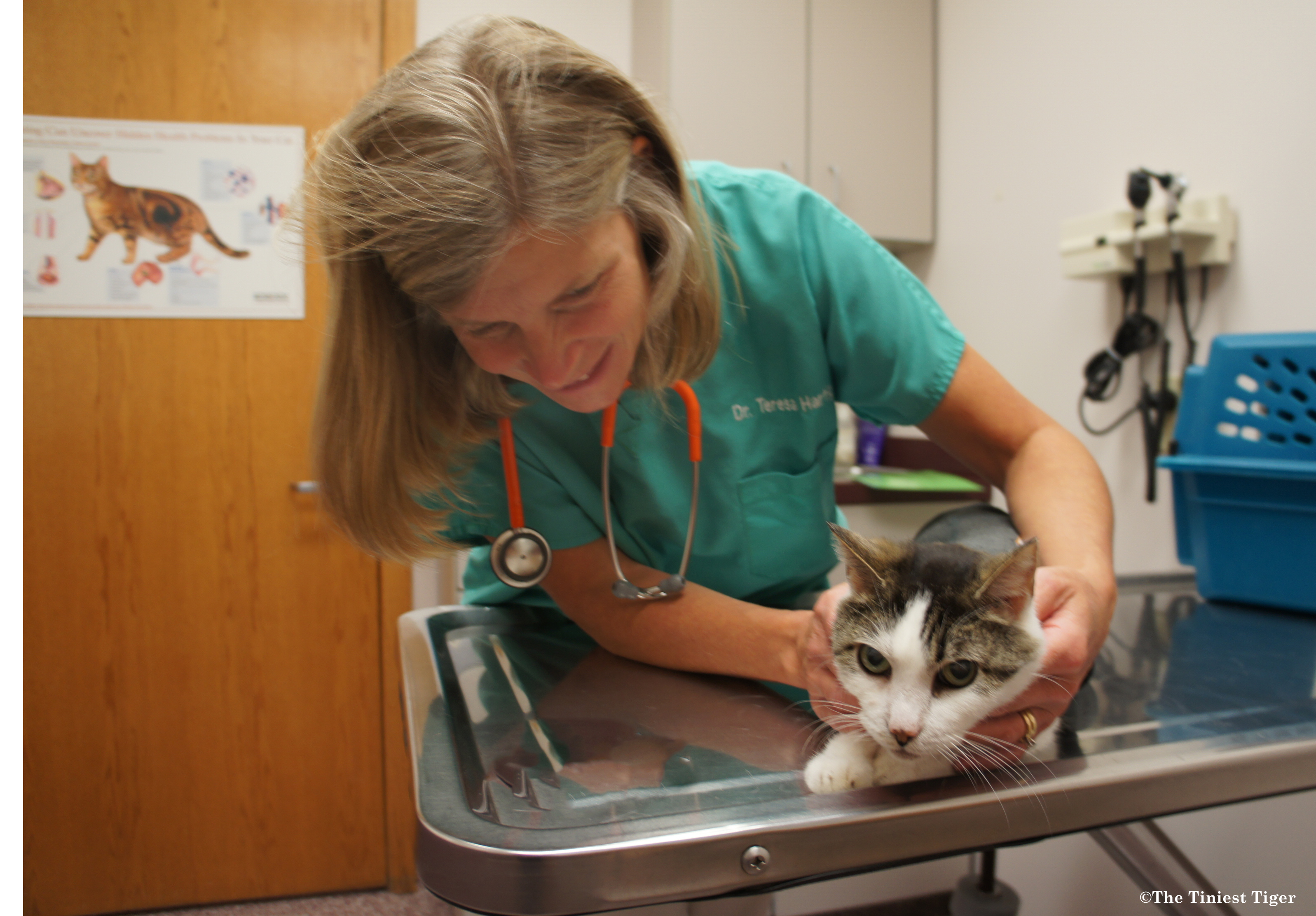 Take Your Cat to the Vet Week! The Tiniest Tiger Visits Doctor.