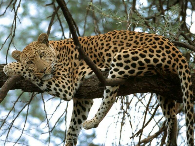 Leopards are tree dwellers