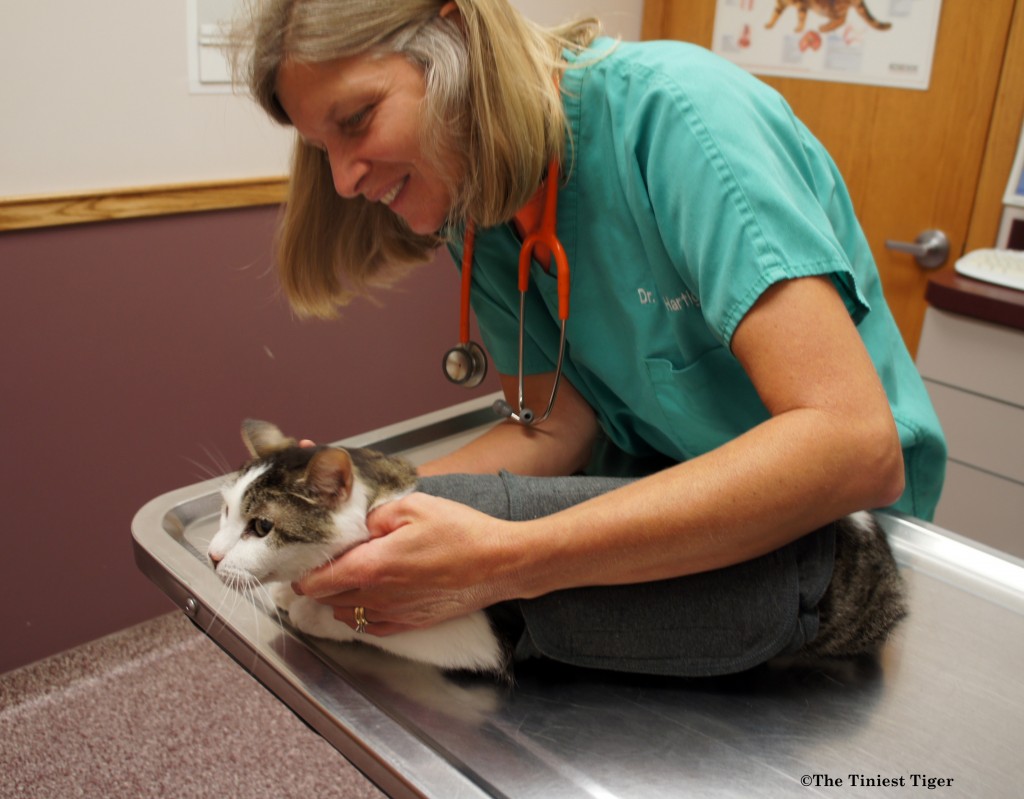 Dr. Teresa checks Gracey The Tiniest Tiger
