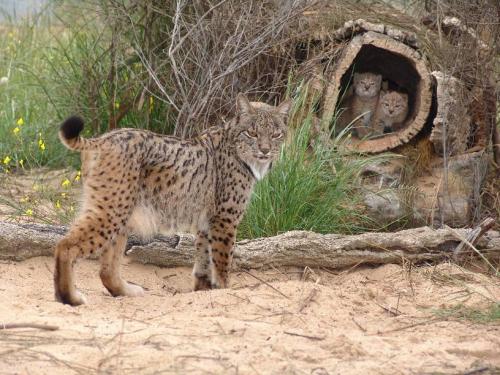 Bobcat family in den