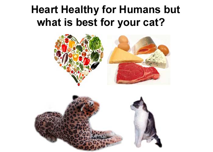 What protein is best for your cat