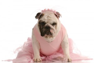 Dog in pink costume