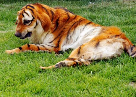 Dog painted like a tiger