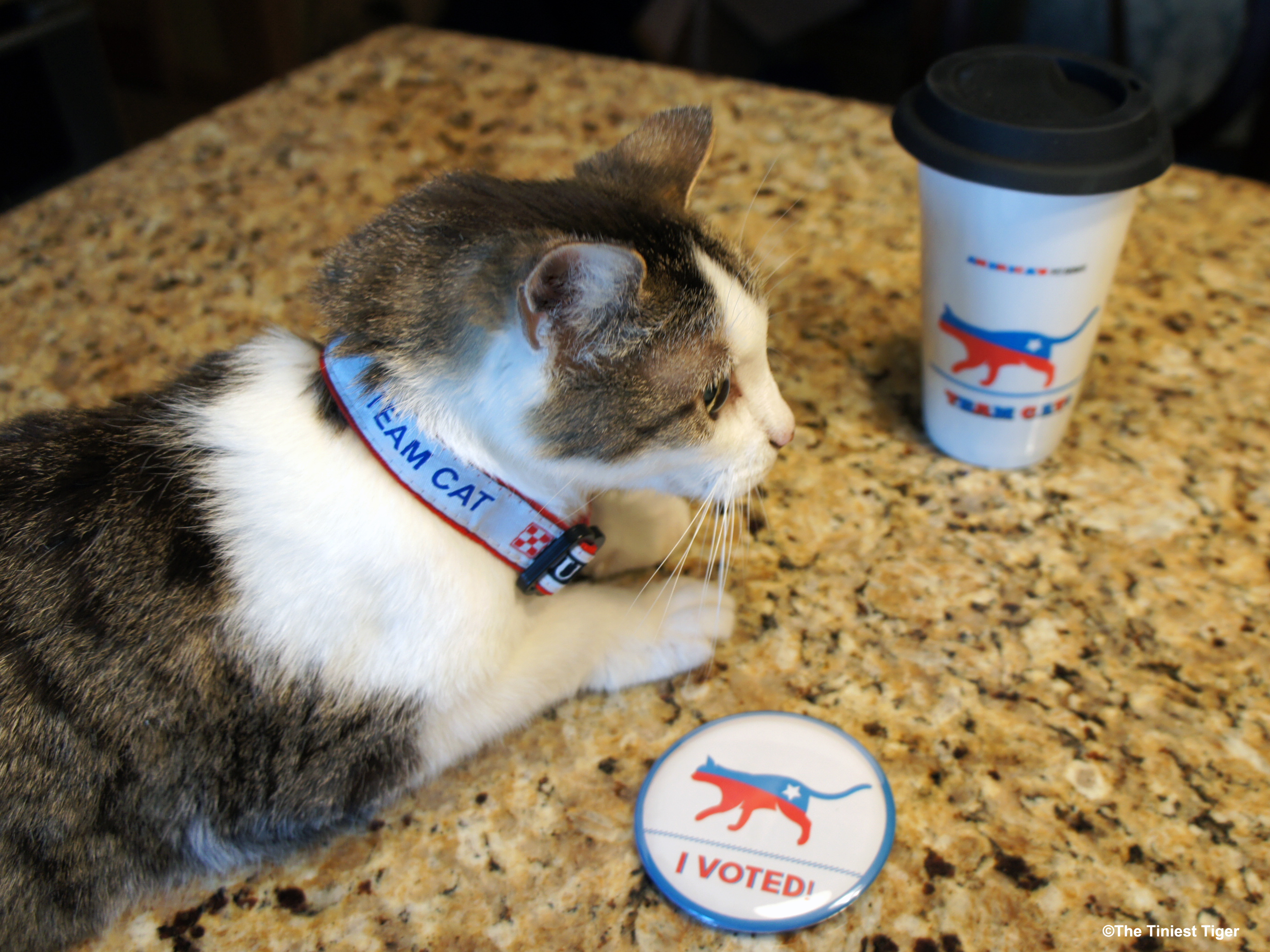Vote Cat and Support Great American Heroes, our Veterans