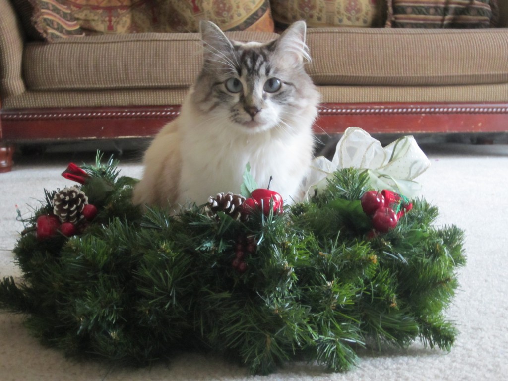 Miranda's Missy in the center of a wreath