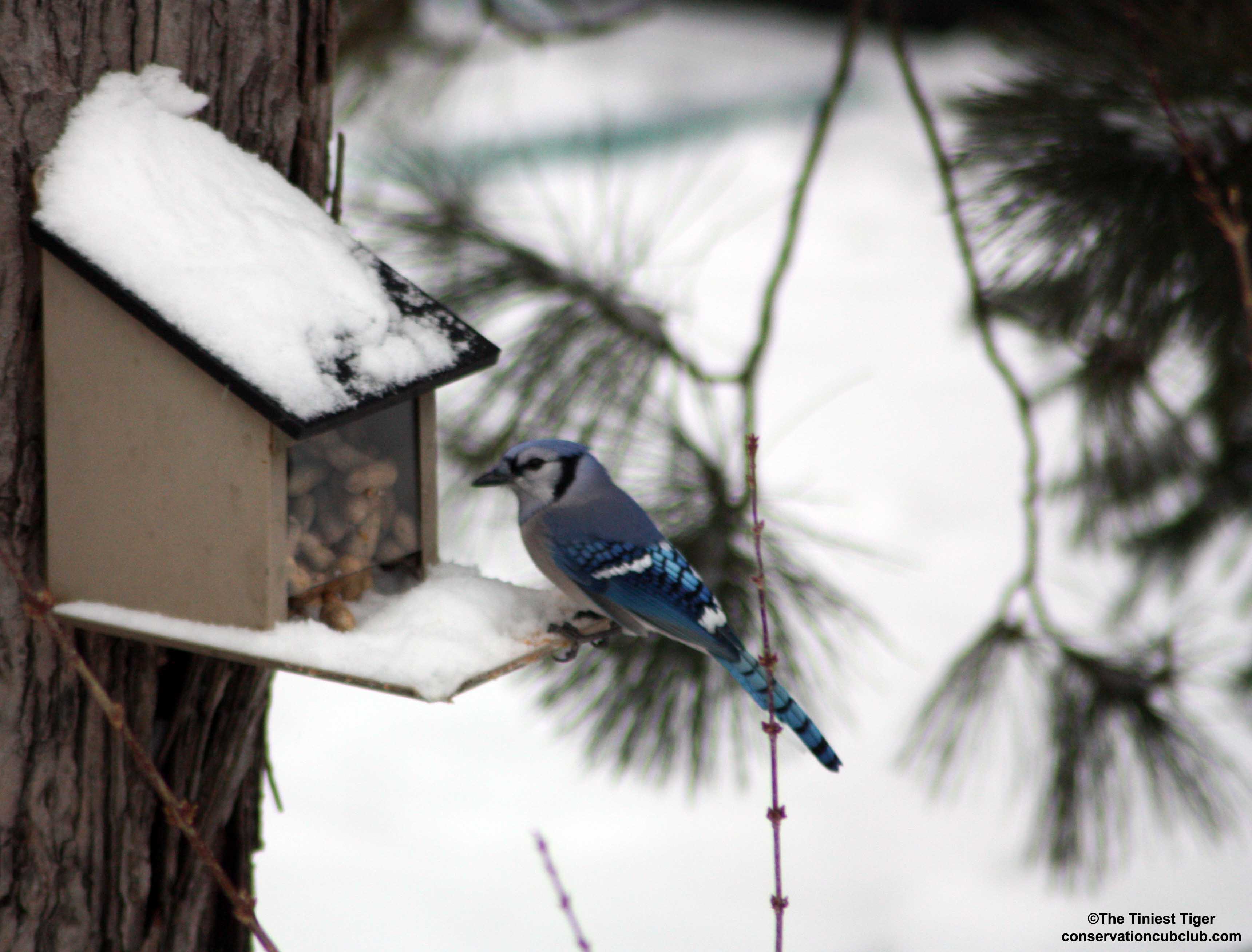 Bossy Backyard Blue Jay in Winter