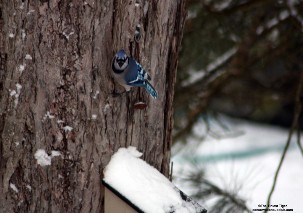 Blue Jay on Maple tree