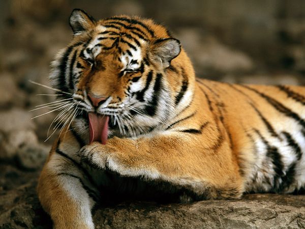 Amur Tiger National Geographic