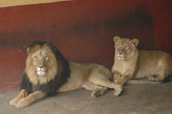 Lion Genetic Testing Enables Lion to Live Better Lives