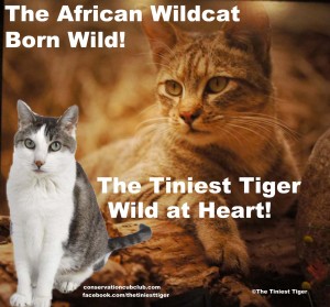 The African Wildcat   True Nature of Cats by Purina One