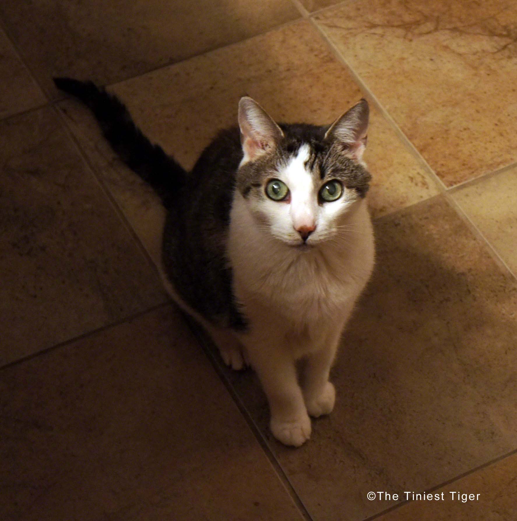 I Am a Cat Parent  9 Things I Love About Gracey