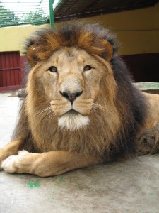 Lion Addis Lion Zoo