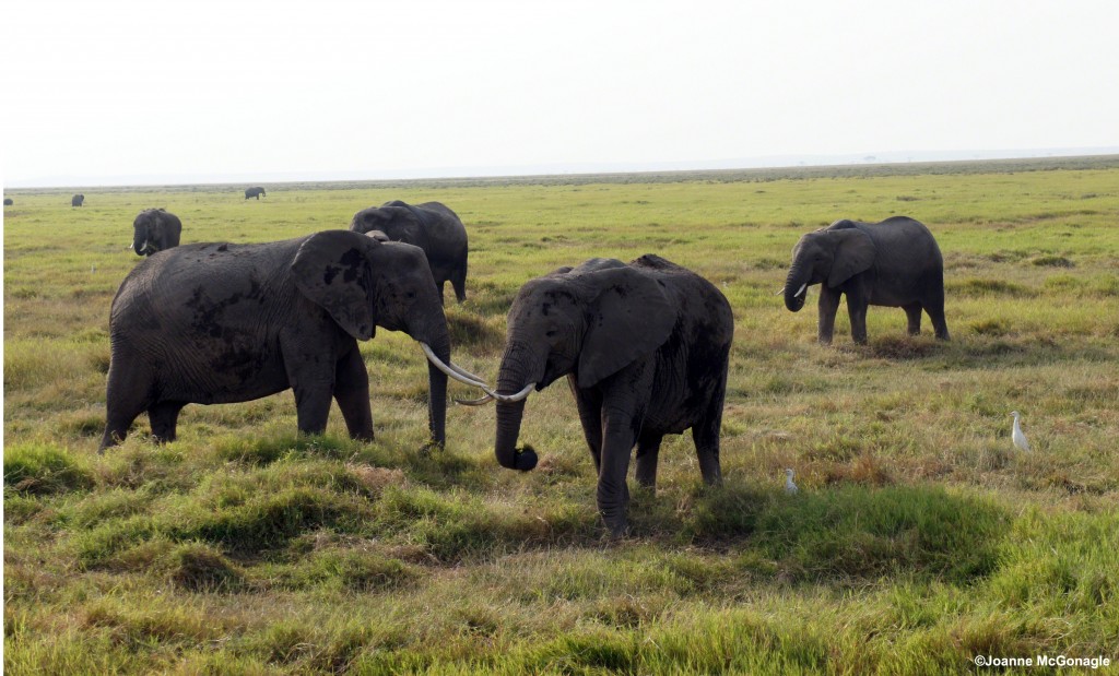 Elephants in Amboseli National Park