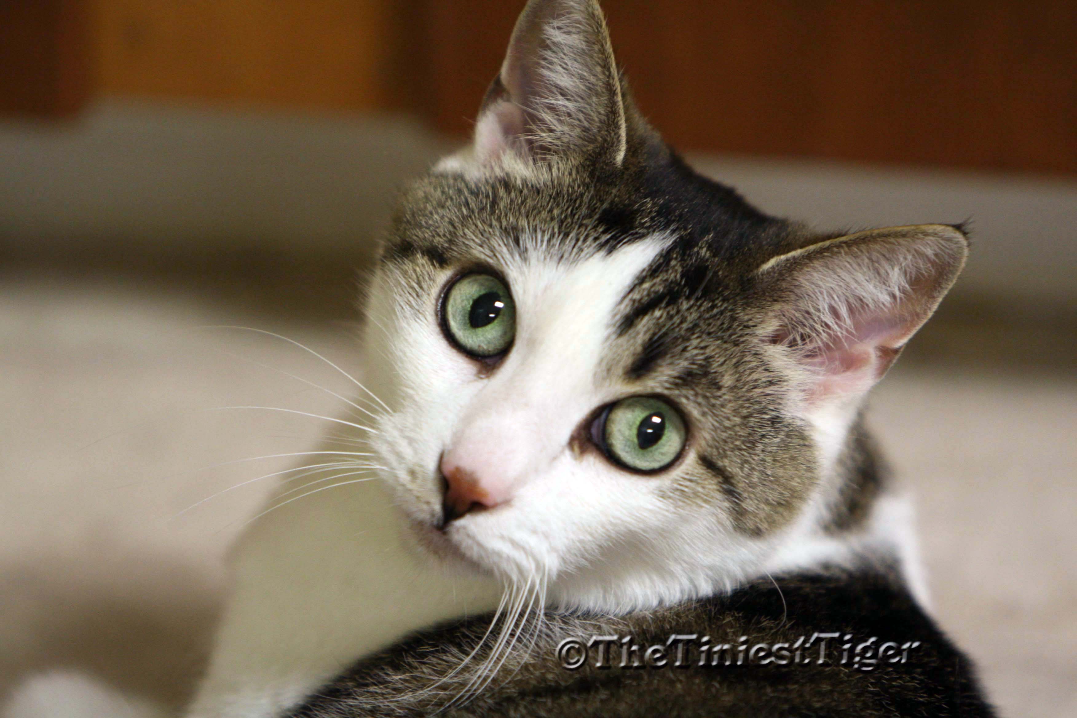 Gracey's gorgeous Green Eyes