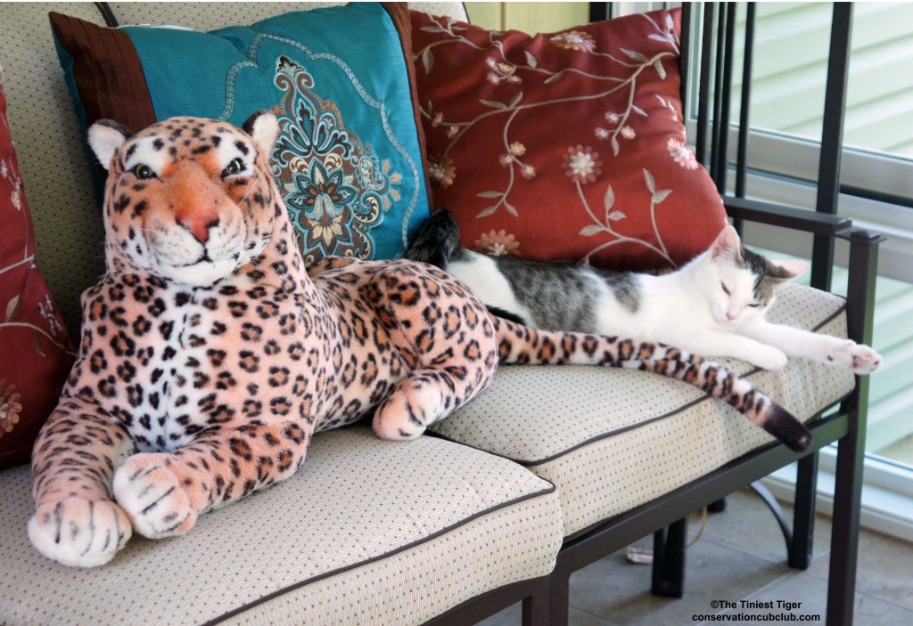 Annie Meets Lazy Leopard