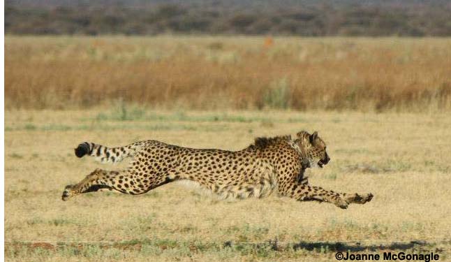 Cheetah running at CCF