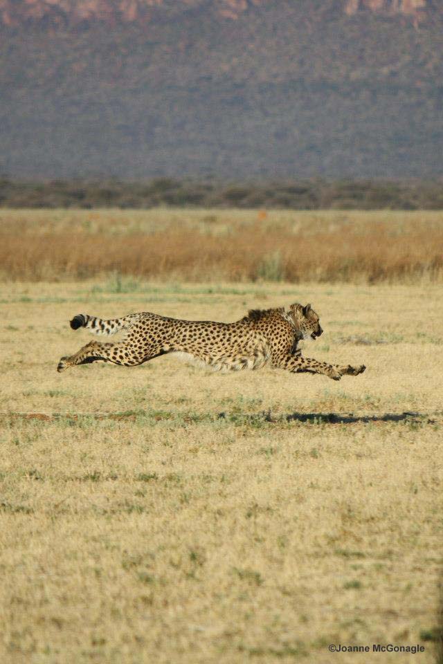 Cheetah running at CCF