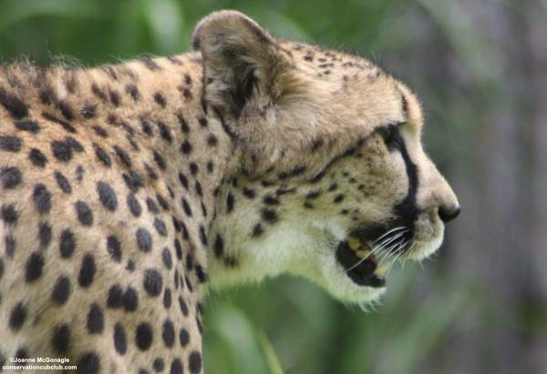 cheetah profile