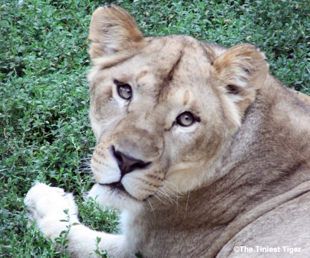 lioness at Columbus Zoo