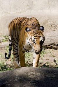 Tripp Braden's photo of tiger