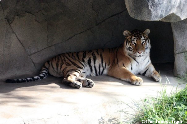 tiger in stone cave at columbus Zoo