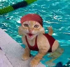 cat in bathing cap