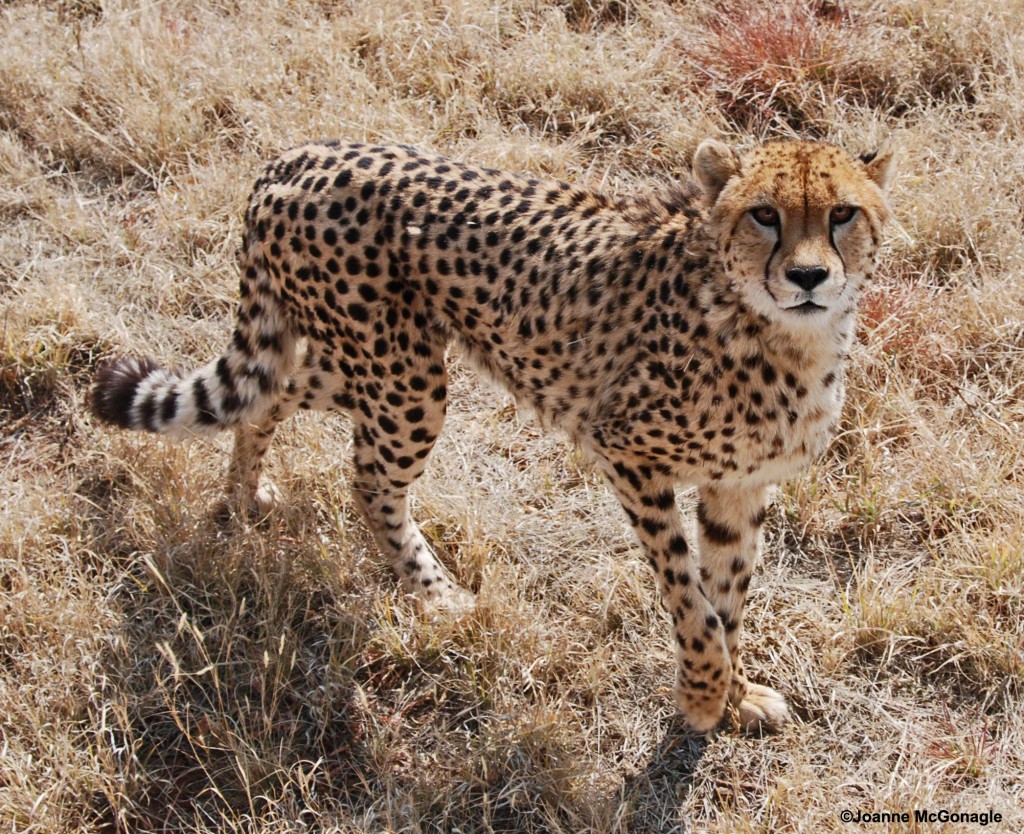 Cheetah in Namibia