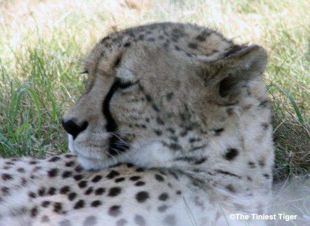 cheetah at the wilds