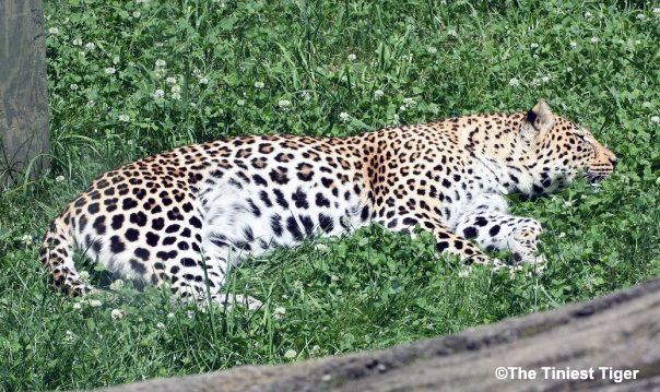 leopard at Columbus Zoo