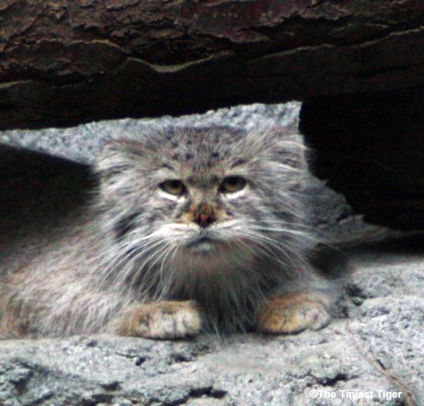 Pallas cat