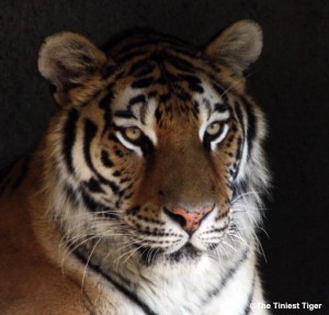 Amur Tiger