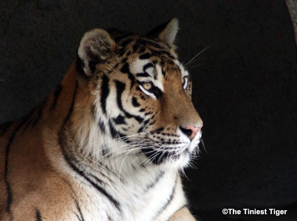 tiger resting in evening