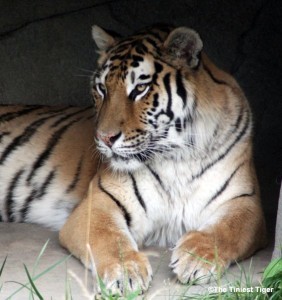 tiger paws Columbus Zoo