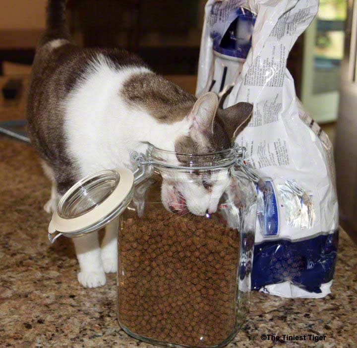 Does Your Cat’s Menu Have the Ideal Balance?