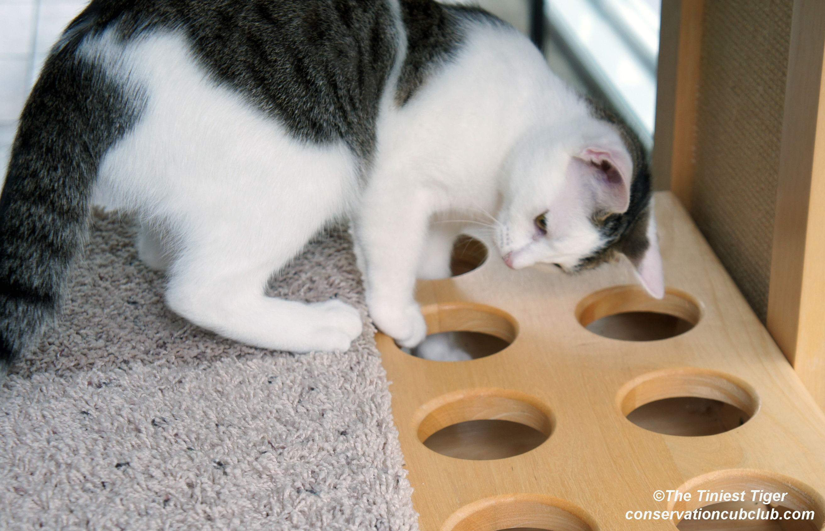DIY Puzzle Feeders Help Bring Out TheTrue Nature of Cats