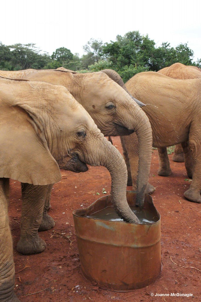 DSWT elephant orphange