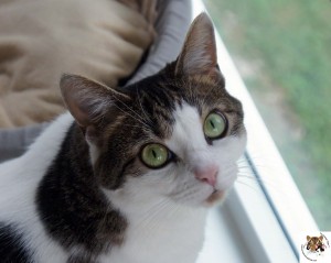 Maggie in sunroom