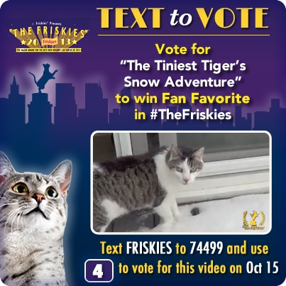 Text to Vote The Tiniest Tiger Fan Favorite in The Friskies
