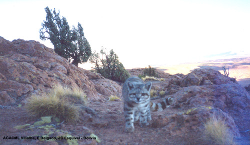 Andean Cat Andean Cat Alliance