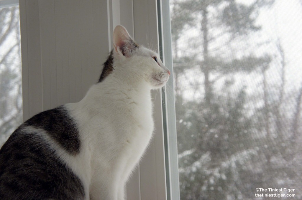 Annie snow gazing