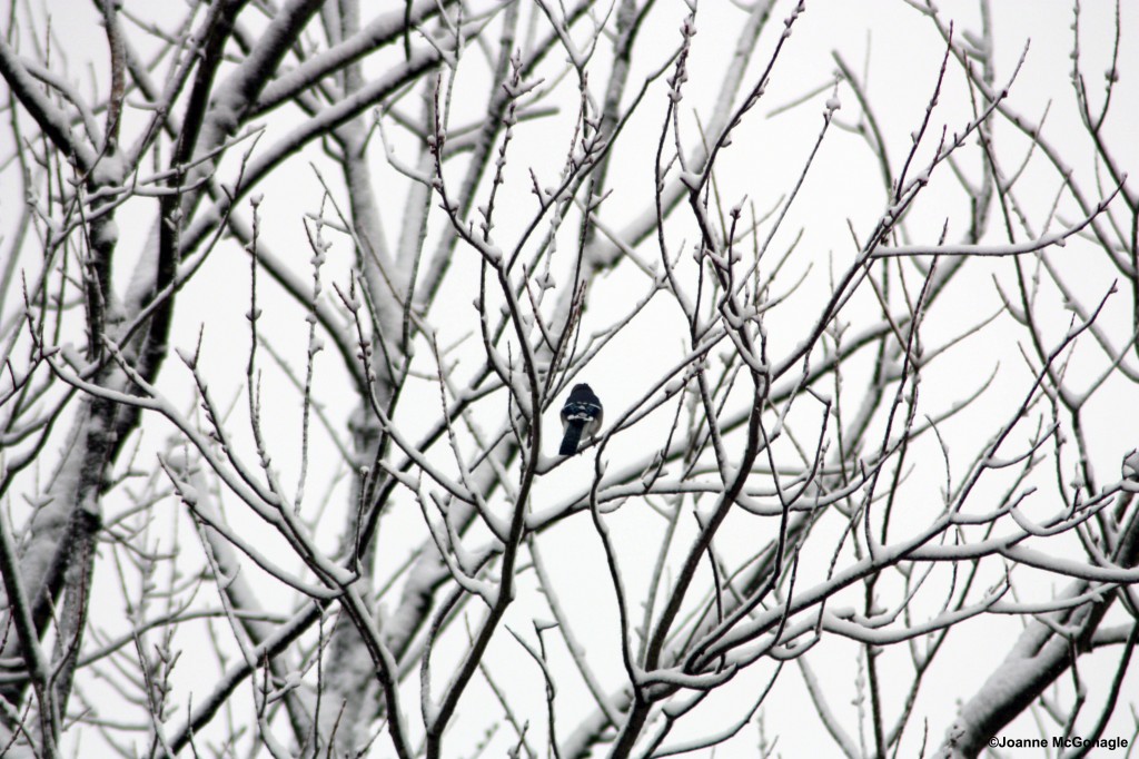 Blue Jay on snowy branches