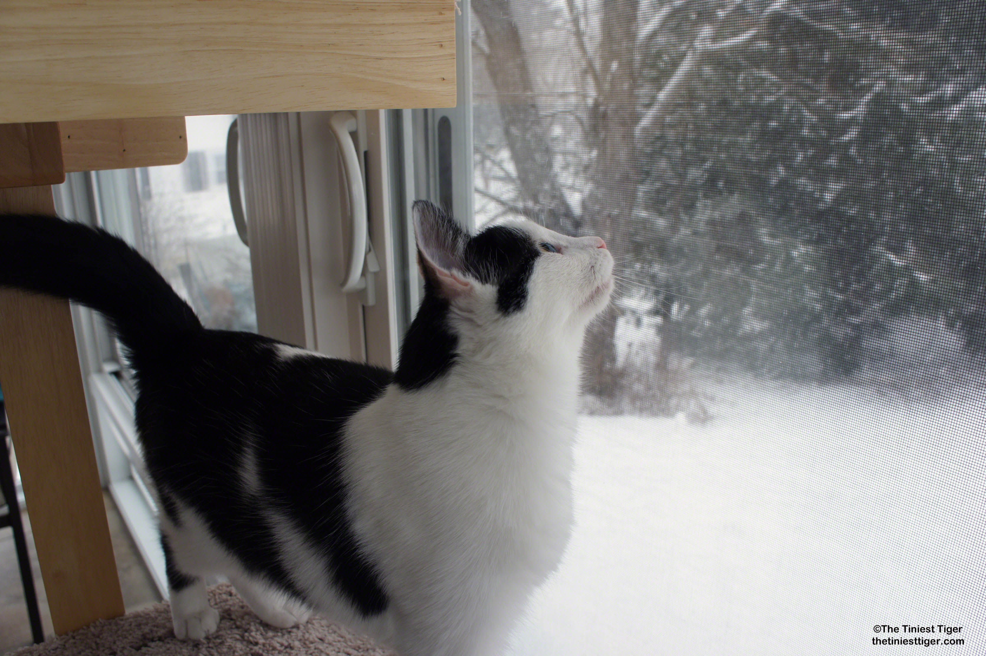 Cats Put Paws in Snow For First Time