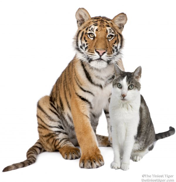 Gracey and Tiger cub