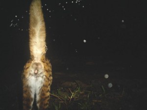 Leopard cat Joanna Ross