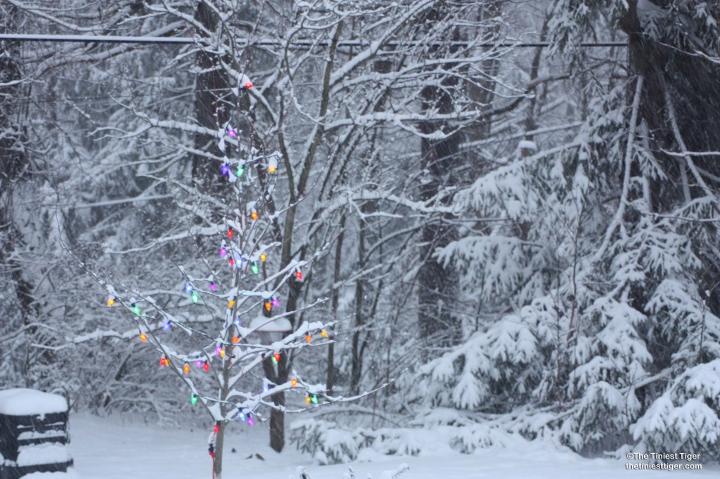 Lonley winter tree