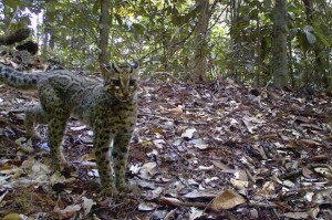 MArbled cat thetimes.com.ik